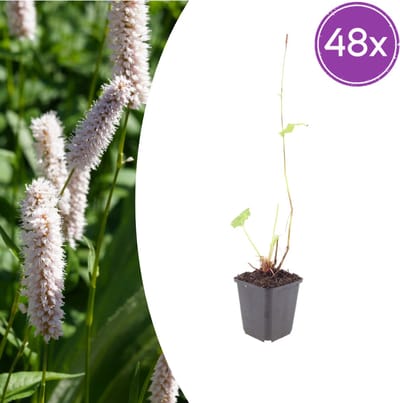 Tuinplantenshop.com | Persicaria bistorta 'Superba' | 48 stuks - Ø9cm - 10-25cm hoog - Tuinplant