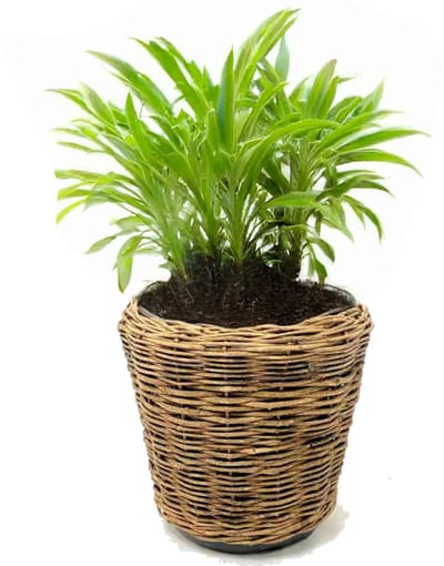 Van der Leeden Planten/bloemen mand - rond - rotan - gevlochten riet - D55 x H47 cm - drypot