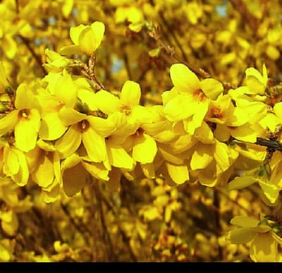 Forsythia int. 'Week-end'® ('courtalyn'®) - Chinees Klokje 50- 60 cm in pot