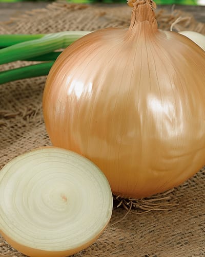 Reuzenui Zaden Ailsa Craig Allium Cepa Eenjarig