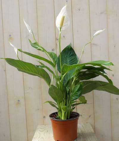 Warentuin Natuurlijk - Lepelplant Spathiphyllum H70-90 cm potmaat 22 cm kamerplant