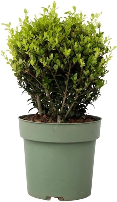 Japanse hulst - Buxus vervanger - Tuin decoratie - Ziekteresistent groenblijvend - 30-40 cm hoog - Donkergroen