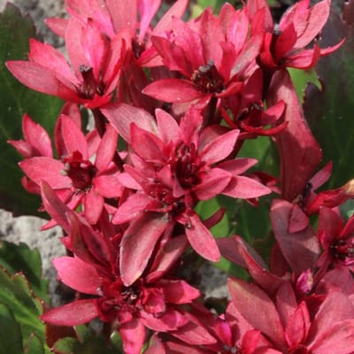 6x Mukgenia hybrida 'Nova Flame' Pot 9x9cm - Prachtige plant voor in de tuin