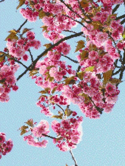 MyHobby Borduurpakket – Japanse sakura 30×40 cm - Aida borduurstof 5,5 kruisjes/cm (14 count) - Telpatroon - Borduurgaren - Borduurnaald - Handleiding - Voor Beginners & Gevorderden - Complete borduurset