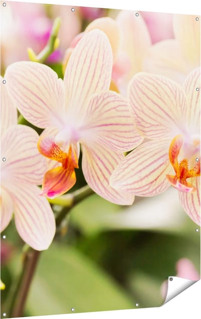 Gards Tuinposter Gestreepte Witte Orchidee Bloemen - 120x160 cm - Tuindoek - Tuindecoratie - Wanddecoratie buiten - Tuinschilderij