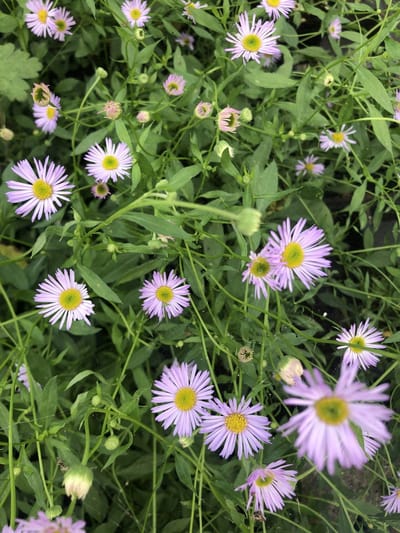 6x Fijnstraal - Erigeron karvinskianus 'Lavender Lady' | 9x9 cm pot