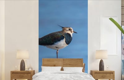 Behang - Fotobehang Vogel - Dieren - Paal - Blauw - Kievit - Breedte 120 cm x hoogte 240 cm