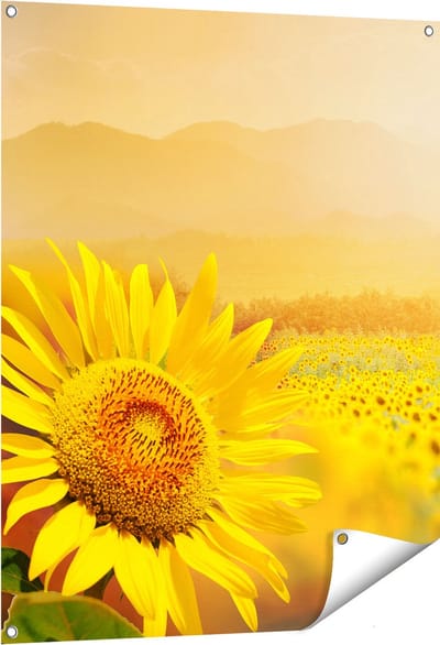 Gards Tuinposter Zonnebloemen Veld met Zonopkomst - 80x100 cm - Tuindoek - Tuindecoratie - Wanddecoratie buiten - Tuinschilderij