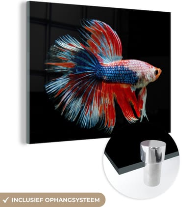 MuchoWow® Glasschilderij 160x120 cm - Schilderij acrylglas - Vis - Zeedier - Staart - Blauw - Foto op glas - Schilderijen