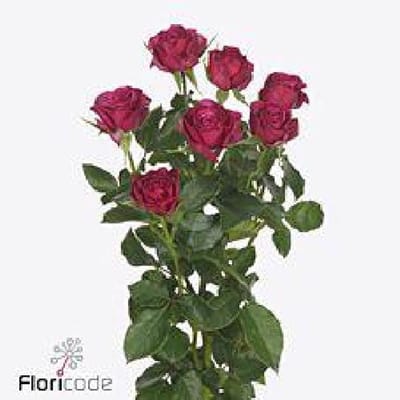 10x Rosa cheyenne 50cm