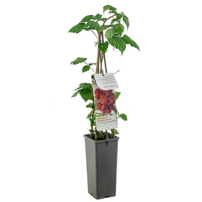 Rubus phoenicolasius Japanse Wijnbes - zoetzure framboosachtige vrucht