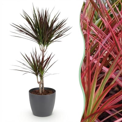 Plantenboetiek.nl | Dracaena Magenta - Drakenbloedboom - Weinig onderhoud - Groen - met Potter Grijs - Ø21cm - 90-100cm hoog - Kamerplant - Arrangement - Plant met pot