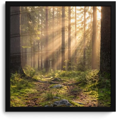 Poster in lijst - Fotolijst 40x40 cm - Posters - Bos - Zonlicht - Gras - Posterlijst zwart - Decoratie - Wanddecoratie woonkamer - Muurdecoratie slaapkamer