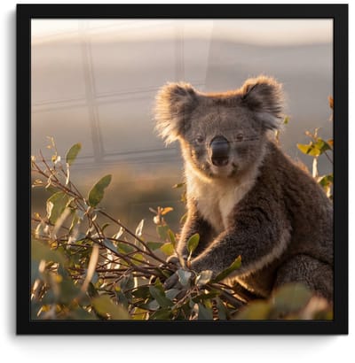 Poster in lijst - Fotolijst 40x40 cm - Posters - Koala - Bladeren - Ochtendlicht - Posterlijst zwart - Decoratie - Wanddecoratie woonkamer - Muurdecoratie slaapkamer