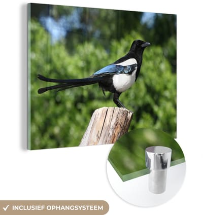 ® Glasschilderij 160x120 cm - Schilderij acrylglas - Ekster - Paal - Bomen - Foto op glas - Muurdecoratie woonkamer - Wanddecoratie slaapkamer - Schilderijen