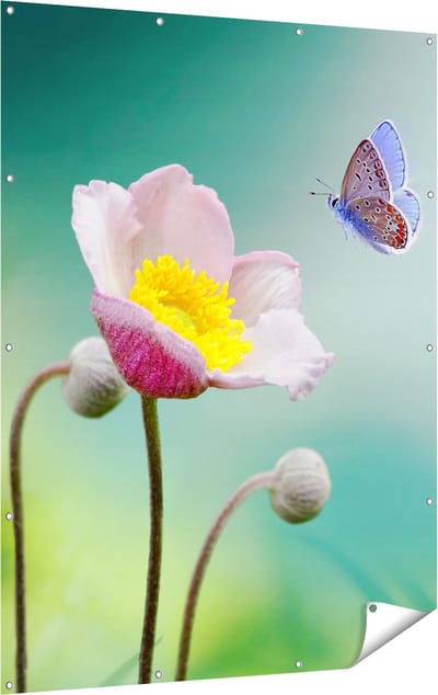 Gards Tuinposter Roze Anemoon Bloem met een Blauwe Vlinder - 120x160 cm - Tuindoek - Tuindecoratie - Wanddecoratie buiten - Tuinschilderij