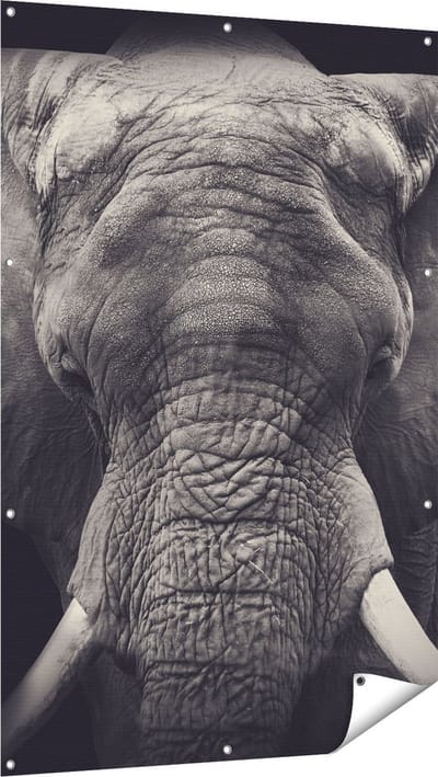 Gards Tuinposter Olifantenkop - Olifant - Zwart Wit - 100x150 cm - Tuindoek - Tuindecoratie - Wanddecoratie buiten - Tuinschilderij