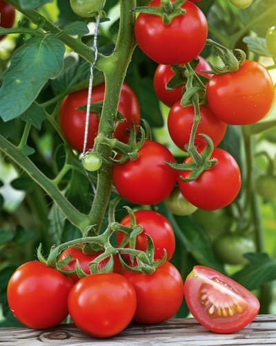 2 sets - Kerstomaat Gardener's Delight Zaden Solanum Lycopersicum Eenjarig
