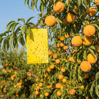 Gele Insectenvallen 10 Stuks – Dubbelzijdige Plakvallen voor Vliegende Insecten – Sticky Trap tegen Fruitvliegjes, Witte Vlieg en Bladluizen – Ongedierteval voor Kamerplanten en Tuins [11379]