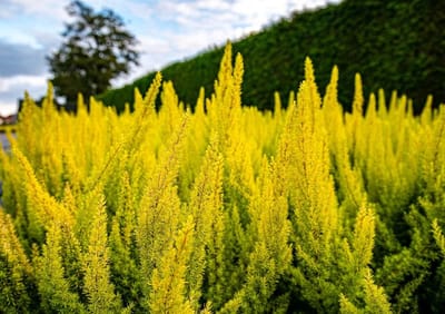 Boomheide Geel/Wit - 10 Stuks - Erica arborea 'Albert's Gold' - P9.5 - Plant - Tuinplant - Heide