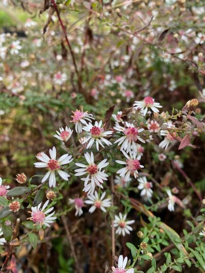 6 x Aster lateriflorus 'Lady in Black' - Herfstaster - P9 Pot (9 x 9cm) - Dima Vaste Planten