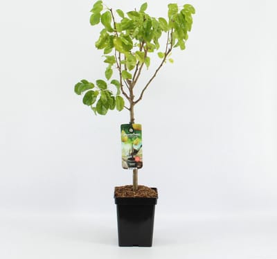 Patio Perenboom- Pyrus communis 'Conference' - Fruitboom – hoogte 90 -100 cm