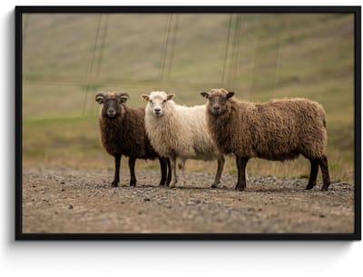 Poster in lijst - Fotolijst 120x80 cm - Posters - Schapen - Bruin - Wit - Grindpad - Posterlijst zwart - Decoratie - Wanddecoratie woonkamer - Muurdecoratie slaapkamer