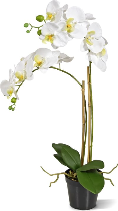 Phalaenopsis x2 in pot 65cm - wit