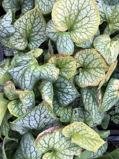 6 x Brunnera macrophylla 'Jack Frost' - KAUKASISCH VERGEET ME NIETJE - pot 9 x 9 cm