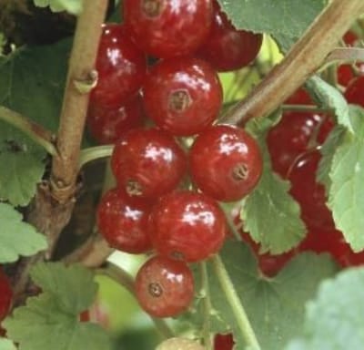 Ribes rubr. 'Jonkheer van Tets' - Rode bes struik in pot