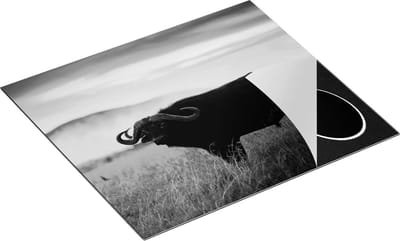 Chefcare Inductie Beschermer Buffel in het Gras - Zwart Wit - 60x50 cm - Afdekplaat Inductie - Kookplaat Beschermer - Inductie Mat