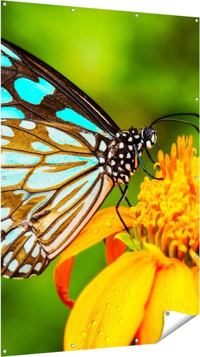 Gards Tuinposter Blauwe Vlinder bij een Oranje Bloem - 120x180 cm - Tuindoek - Tuindecoratie - Wanddecoratie buiten - Tuinschilderij