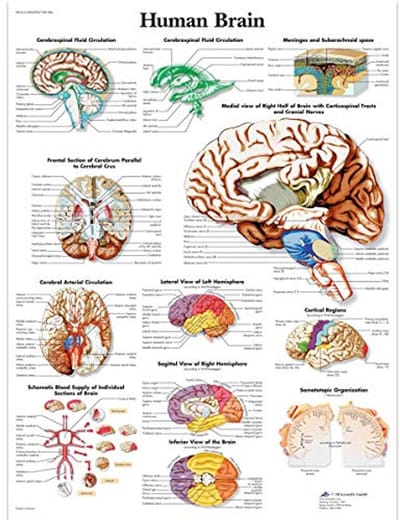 Kaart van de menselijke hersenen - Papieren poster voor educatie en studie