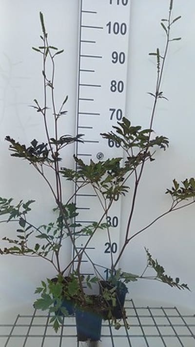 6x Zilverkaars - Actaea rac. Reine de Saba" | 9x9 cm pot