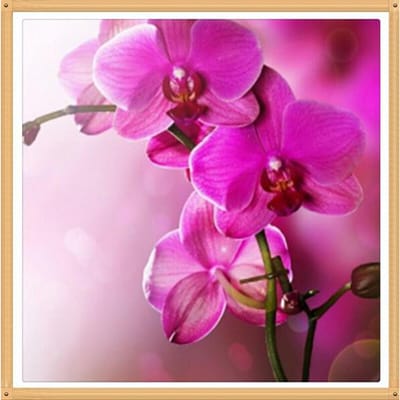5D Diy Diamant Schilderij Rode Orchidee Handwerk Diamant Borduren Diamant Patroon Home Decor 30X30CM