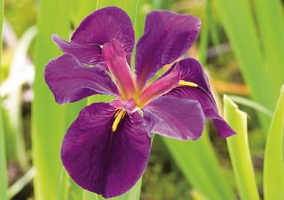 Iris black Gamecock P9