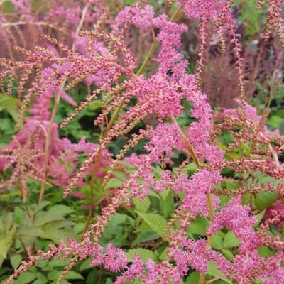 6 x Astilbe (T) 'Straussenfeder' - Astilbe Pot 9x9 cm - Struisvogelveerachtige Roze Pluimen