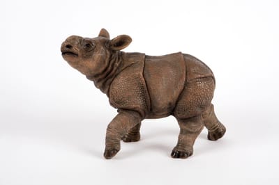 Neushoorn kalf