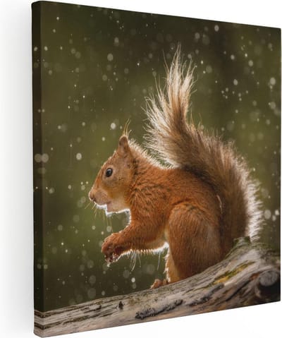 Artaza Canvas Schilderij Rode Eekhoorn - 30x30 cm - Klein - Wanddecoratie Boom - Muurdecoratie Dieren - Kamer Accessoires