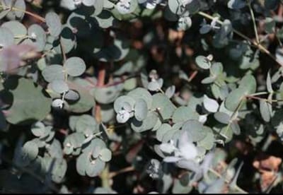 Eucalyptus gunnii - Cidergomboom , Koortsboom 50- 60 cm in pot