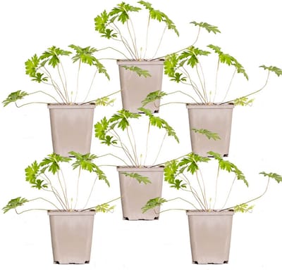 Bloomique - Set van 6 - Geranium Johnsons Blue - Ooievaarsbek - Blauwe Bloemen - Winterhard - Hoogte 10-20 cm - Pot 9x9 cm