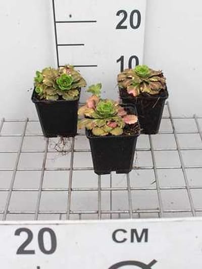 6x Steenbreek - Saxifraga urbium 'Variegata' | 9x9 cm pot