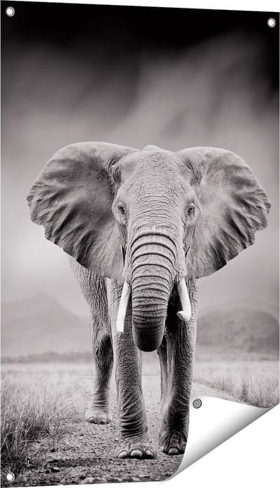 Gards Tuinposter Olifant - Zwart Wit - 60x90 cm - Tuindoek - Tuindecoratie - Wanddecoratie buiten - Tuinschilderij