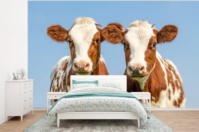 Behang - Fotobehang Koeien - Lucht - Dieren - Boerderij - Portret - Breedte 350 cm x hoogte 260 cm