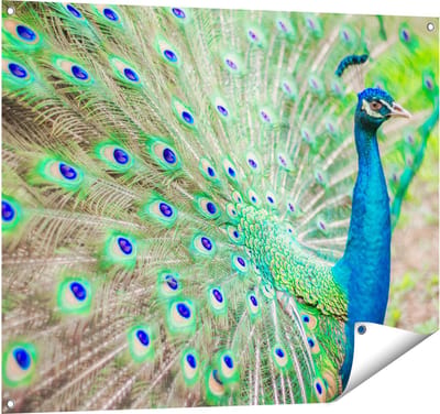Gards Tuinposter Pauw met Kleurrijke Veren - 100x80 cm - Tuindoek - Tuindecoratie - Wanddecoratie buiten - Tuinschilderij