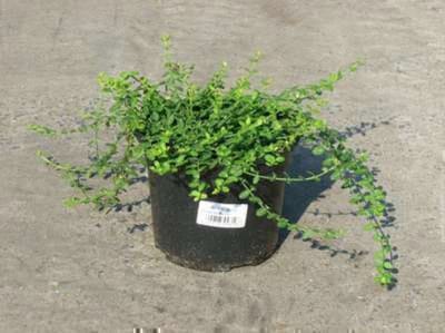 Euonymus fortunei 'Minimus' - Japanse Kardinaalshoed, Kardinaalsmuts 20 - 25 cm in pot