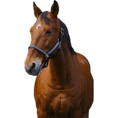 Nylon paardenhalster Equithème Domino