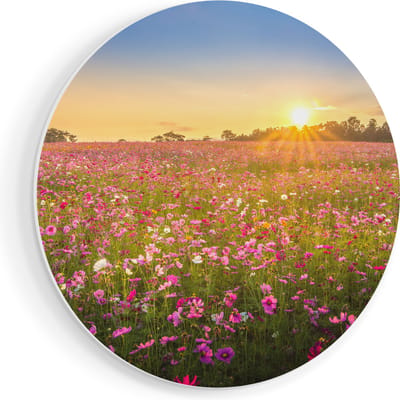 Artaza Forex Muurcirkel Bloemenveld Met Roze Kosmos - 80x80 cm - Groot - Wandcirkel - Rond Schilderij - Wanddecoratie Cirkel