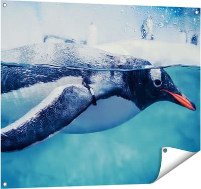 Gards Tuinposter Pingu�n Zwemt in het Water - 100x80 cm - Tuindoek - Tuindecoratie - Wanddecoratie buiten - Tuinschilderij