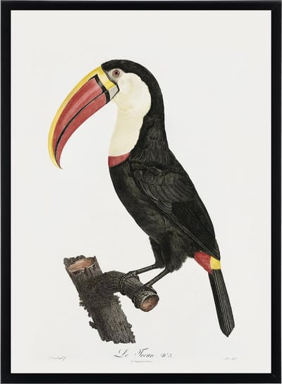 Vintage Poster Toekan - Kunstdruk Dieren & Natuur - Retro Illustratie Botanisch - 50x70 cm